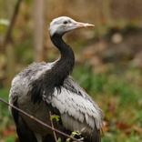 Zoo Brno rozšířila ptačí kolekci o vzácné a ohrožené druhy